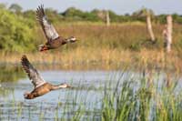 Flying Ducks
